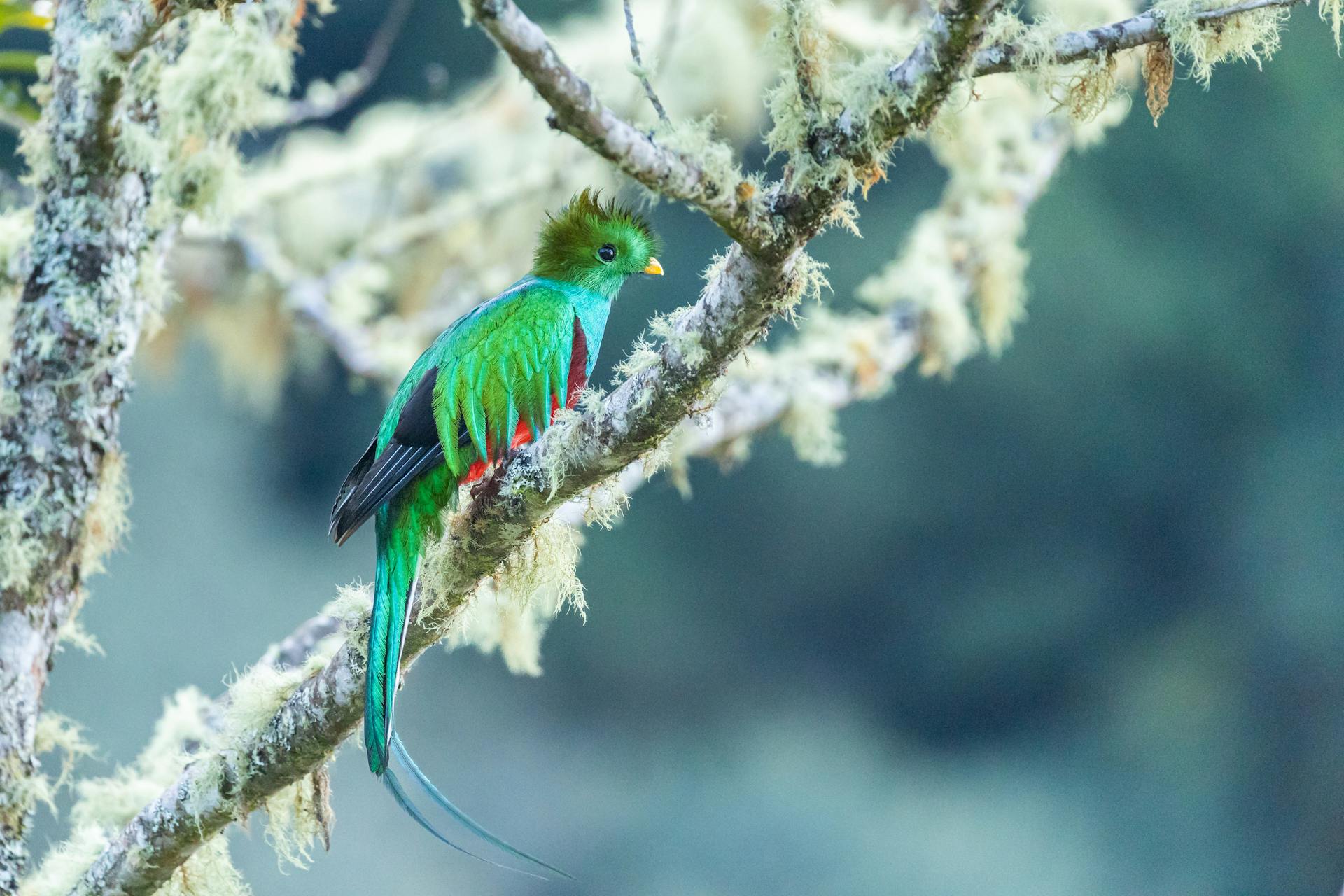 Top 10 Most Colorful Birds Around the World
