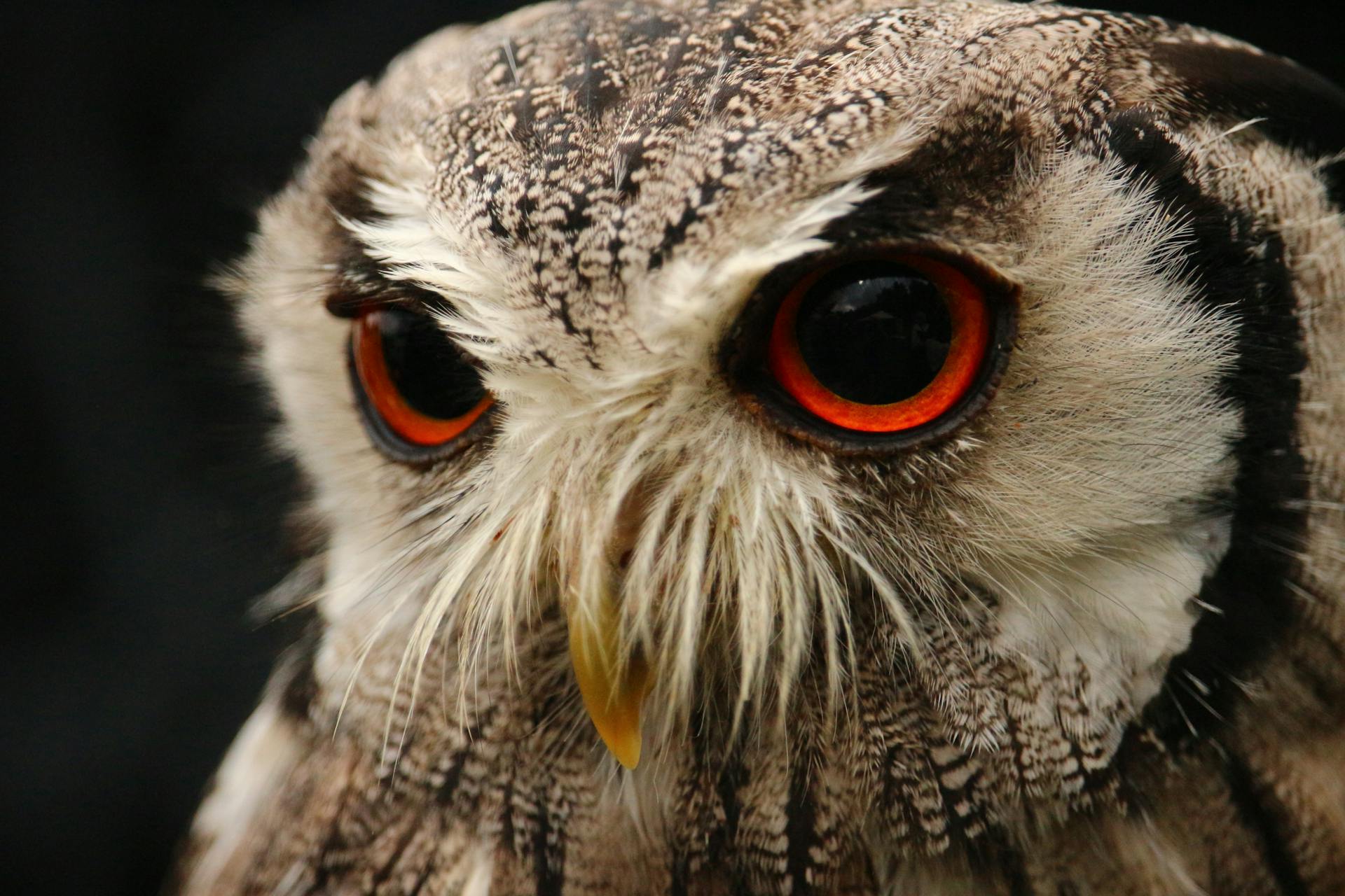 The Secret Lives of Nocturnal Birds