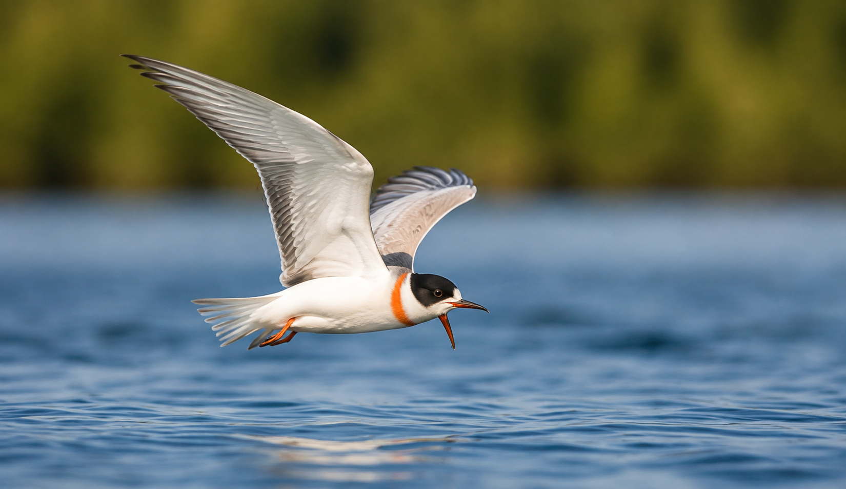 Birding hotspot in Southeast Asia